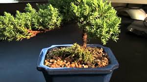 This can be a short time or long time. 15 Best New Juniper Dying Bonsai Tree Pink Wool