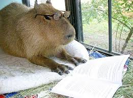 Even Capybaras Can Be Reading Buddies Animals Cute Animals Capybara