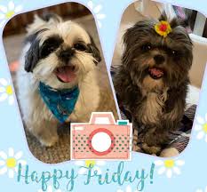 Forrest gump is certainly a classic movie about a mom and son relationship. Happy Friday And Enjoy The Weekend Mom Has A Hard Time To Get Us In The Same Picture Haha So She Created This Collage Happy Friday Shih Tzus Happy