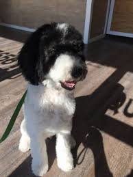 We would like to show you a description here but the site won't allow us. The Must Haves Puppy Supply List Mini Aussiedoodles And Australian Labradoodle Puppies Best Aussiedoodle Breeders In Washington State Portland Oregon