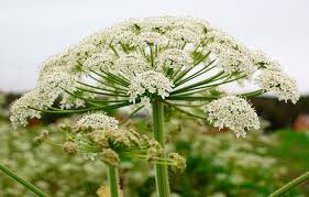 Image result for Heracleum
