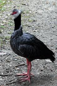 Bird That Sounds Like A Squeaky Toy At Night Northern Screamer Wikipedia The Free Encyclopedia Wild Animals Pictures Bird Species Unusual Animals