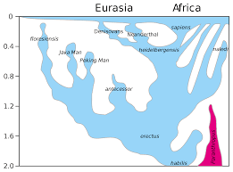 Human Taxonomy Wikipedia