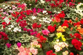 Whether you're ordering a floral arrangement for a loved one or need that perfect, fresh addition to your event,. Tropical Plants House Plants Potted Flowers Columbia Lexington Irmo West Columbia Jarrett S Jungle