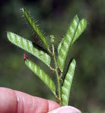 Image result for Chamaecrista absus