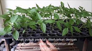 Kebun kampung 32.281 views1 year ago. Cara Pindah Tanam Anak Pokok Cili Ke Dalam Polibag Atau Pasu Youtube