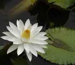 Tanaman bunga teratai merupakan jenis tanaman yang unik. Cara Perkembangbiakan Teratai Lengkap Dengan Jenis Dan Penjelasannya Ilmu Pengetahuan Alam Ipa