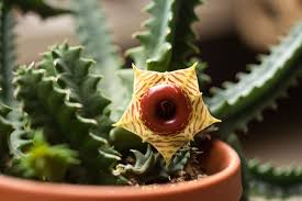 Image result for Huernia
