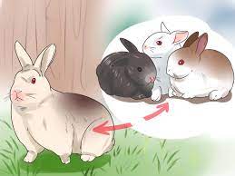 كيفية تزاوج الأرانب (صور توضيحية) - wikiHow