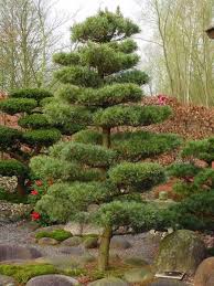 Japanischer Garten Baumgestaltung