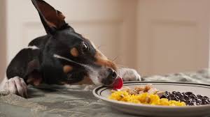 Alcuni alimenti comunemente utilizzati in cucina possono essere dannosi o addirittura tossici per i cani; I 12 Alimenti Tossici E Fatali Per I Cani