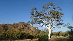 After she shoots the bubble she shoots gum on a random square. Gum Tree Habitats In Decline Study Warns