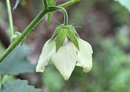 Image result for Hibiscus vitifolius