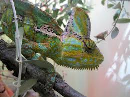 Veiled Chameleon National Zoo Img 5333 Veiled Chameleon Zoo Chameleon