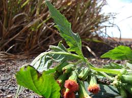 Image result for Crassocephalum montuosum