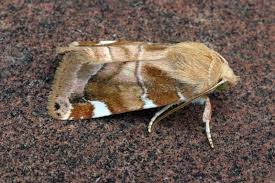 Image result for Cosmia diffinis