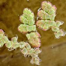 Image result for Azolla pinnata
