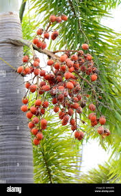 Image result for Wodyetia bifurcata