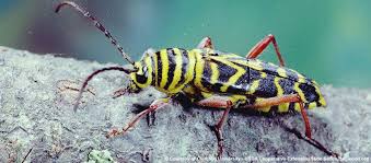 Black And Yellow Longhorn Beetle Megacyllene Robiniae Black Locust Borer Locust Insects Black