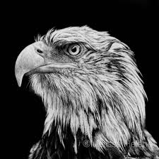 Bald Eagle Black And White Drawing Bald Eagle 5x5 Scratchboard Melissa Helene Fine Arts Www Melissahelene Com Art Artwork Wildlife Scra Scratchboard Scratchboard Art Scratchboard Artists