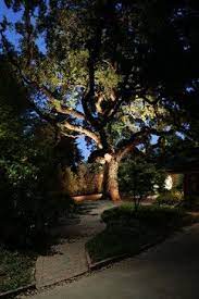 Uplighting Tree Design Ideas Pictures Remodel And Decor Outdoor Lighting Landscape Outdoor Landscape Lighting Landscape Lighting