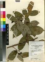 Image result for Uvariodendron