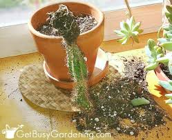 Instead of using it like a. How To Keep Cats Out Of Houseplants Get Busy Gardening
