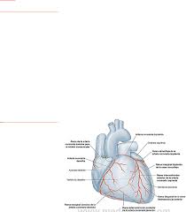 Auricula orejuela atrial auricle orejuela auricular auricle. Apunte Corazon Anatomia Normal Medicina Unc Filadd
