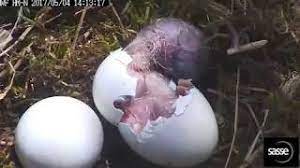 Eggs hatch consistently after 35 days of incubation. Final Moment Of Eagle Hatching In Beautiful Detail Youtube