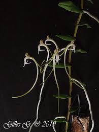 Image result for Solenangis