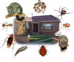 Home renovations and Pest Control | Mariquita Papi