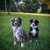 Informiere dich über neue kleiner australian shepherd. 3