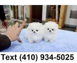 Shop our online teacup puppy boutique. Amazing Tiny Teacup Pomeranian Puppies For Sale Puppies For Sale Oklahoma City Ok Shoppok