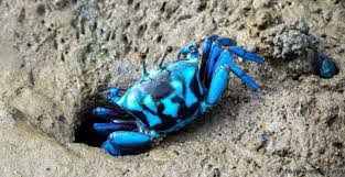 Pin On Ocean Sea Life