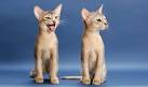 Abyssinian Cat Breed Information, Pictures ...
