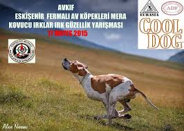 avkif turkey eurasia cynology kopek