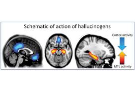 Image result for Hallucinogen