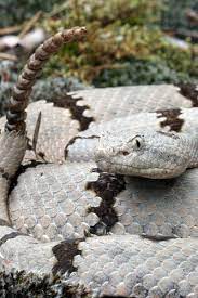 Crotalus Lepidus Klauberi Captive Reptiles And Amphibians Beautiful Snakes Poisonous Snakes