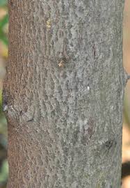 Image result for Rhamnus prinoides