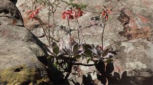 Image result for Cotyledon barbeyi