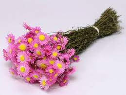 There are many different varieties of larkspur and they come in all different shapes, colors and blooms. Wholesale Dried Flowers Bon Flowers Flowers Bon Flowers