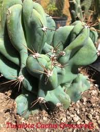 Gbif uses cookies and the like for the purposes of statistical analysis, improving the friendliness and usability of our website, tailoring content to your interests and engaging. 110 Tucalotacactus Ideas In 2021 Succulents Plants Cacti And Succulents