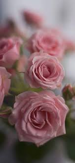 عکس تصویر زمینه گل صورتی