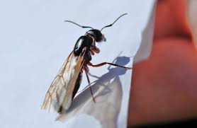 It is very much possible for you to exterminate and remove bugs. How To Get Rid Of Flying Ants How I Get Rid Of