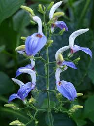 Image result for Brillantaisia cicatricosa