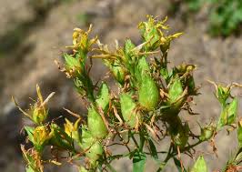 Image result for Hypericum humbertii