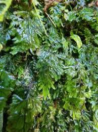 Image result for Hymenophyllum tunbridgense