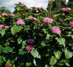 Image result for Clerodendrum abilioi