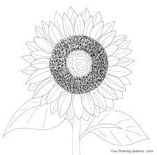 Sunflower Line Drawing Sunflower Drawing Flower Drawing Drawings