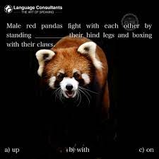 Red Pandas